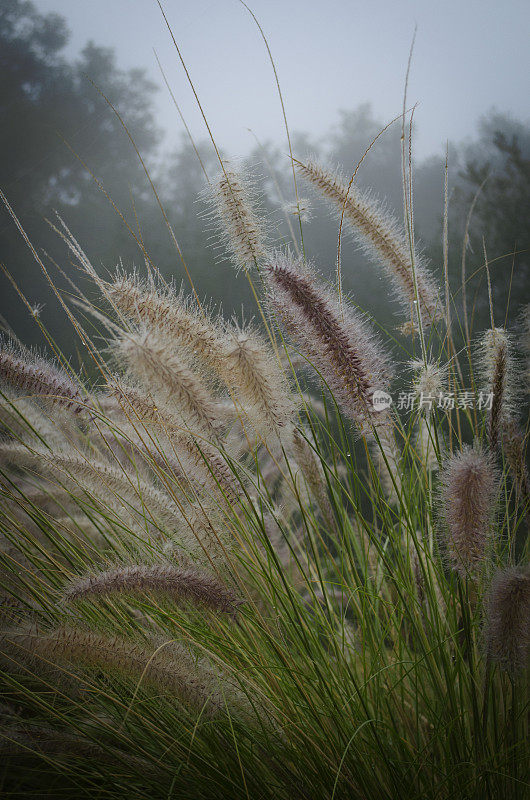 野生Penesquito Pampas Grass Macro On Misty Country Morning